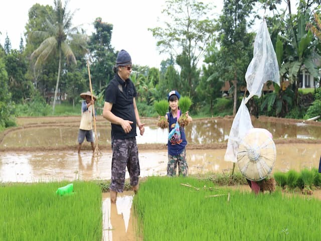 Memilih benih padi ola
